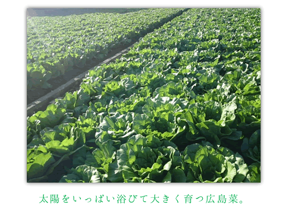 広島菜青汁の紹介ページ